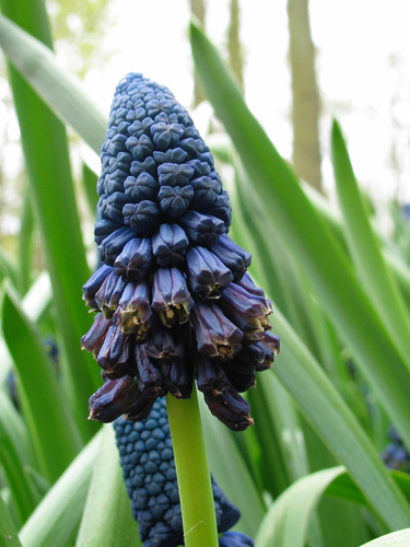 Bellevalia pycnanta.jpg